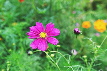 Obraz premium 여름코스모스입니다