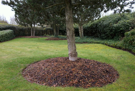 Coniferous trees in a park with mounds of mulch around the base. Usually made from shredded bark, the mulch provides protection from weeds and keeps roots cool in hot weather.