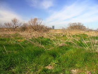 Fototapeta premium 早春の河川敷風景