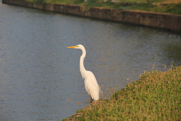  observation of a heron on a pond in Colombo