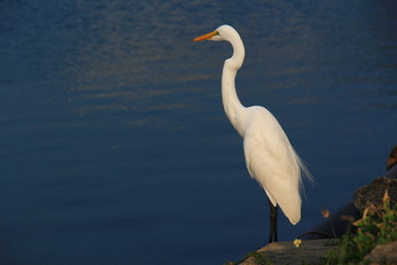  observation of a heron on a pond in Colombo