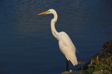  observation of a heron on a pond in Colombo