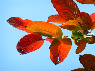 In spring, the leaves of this kind of tree are turning red. They are very beautiful