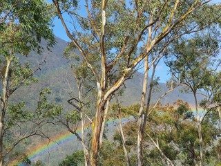 Rainbow through the trees