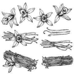 Set of Vanilla pods, sticks with Vanilla flower. Hand drawing sketch isolated on white background. Kitchen herbs and spices.