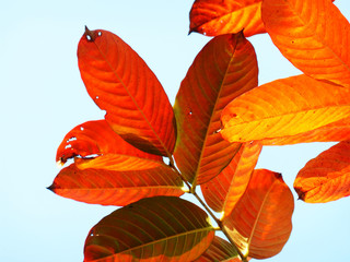 In spring, the leaves of this kind of tree are turning red. They are very beautiful