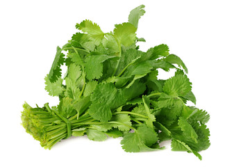 Bunch of fresh coriander leaves isolated on white background. Coriandrum sativum.