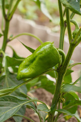 Unripe bell pepper growing on bush in the garden close up