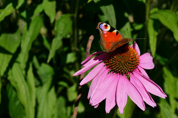 butterfly on a flower