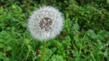 dandelion on background of green grass