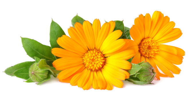 marigold flowers with green leaf isolated on white background ( calendula flower )