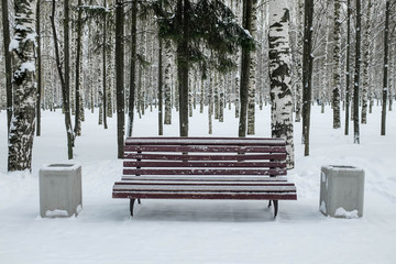 Trees in beautiful city park. Winter season. Bench and trash cans. White snow.