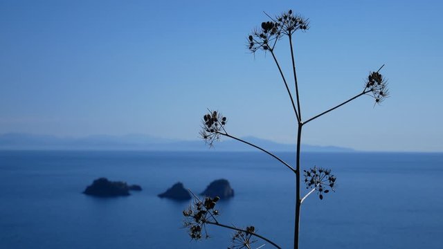 silhouette of dry ferula with Li Gali islets in the background. Amalfi Coast, Campania, Italy