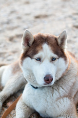 blue eyes husky dog on the beach, close-up view