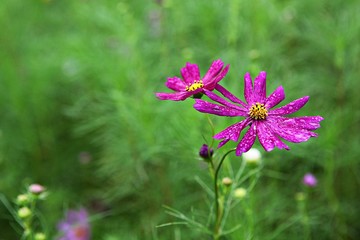 여름코스모스입니다