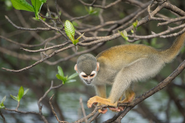 Monkey Amazon Forest Brasil animals