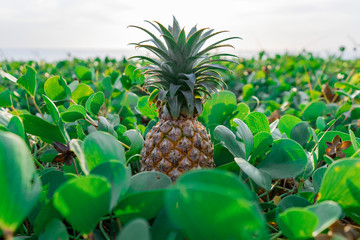 Juicy beautiful thai pineapple in the green grass at sunset. Photo is ideal for advertising, poster...