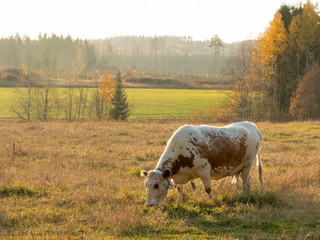 Fototapeta premium Eastern Finncattle cow eating grass in autumn lanscape
