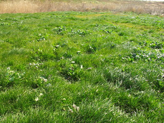 早春の江戸川河川敷風景