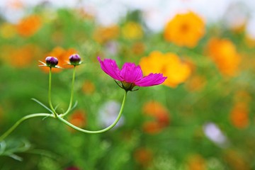 여름코스모스입니다