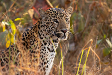 Fototapeta na wymiar Leopard, Panthera pardus, Panna Tiger Reserve, Madhya Pradesh, India