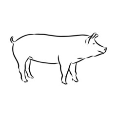 vector illustration of a pig