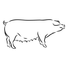 illustration of a pig on white background