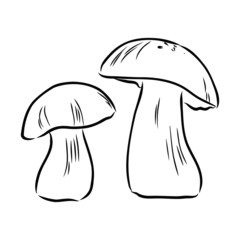 mushroom isolated on white background