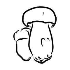 vector illustration of mushroom
