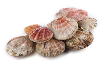Scallops