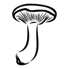 vector illustration of mushrooms