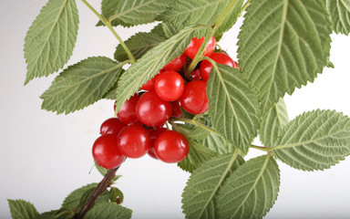 Nanking cherry on branch