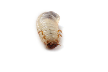 Green rose chafer larva. Useful insect. Larvas improve soil (recycle organics)