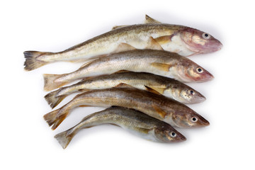 Saffron cod isolated on white