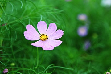 여름코스모스입니다