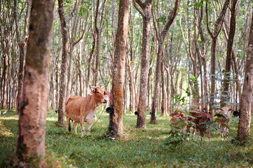Cows grazing on .rubber-tree plantation in Thailand.