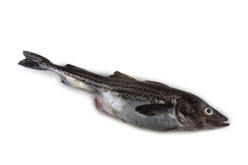 Alaska pollock