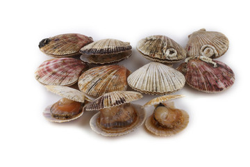 Scallops on white background