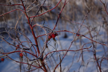 red berries on a tree