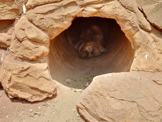 Wombat sleeping in burrow
