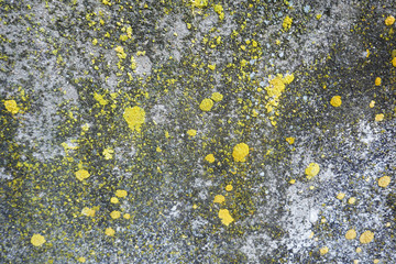 Grunge concrete  color for texture background