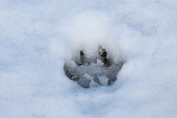 footprint of a small animal in the snow
