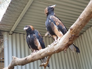 Birds of prey