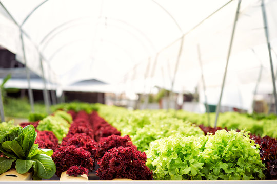 Hydroponic technology. Colorful lattuce salad plant growing in greenhouse.