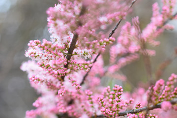 Obraz na płótnie Canvas flowering plant branch with pink flowers, blurred background