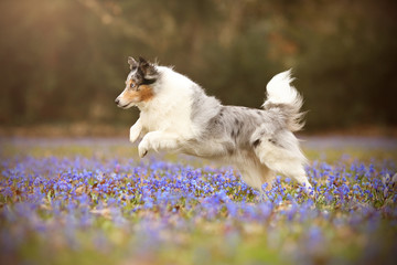 Sheltie rennt über blaue Frühlingswiese