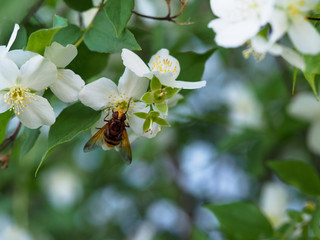 Blooming Jasmine is pollinated in summer by an insect. A blooming Jasmine pollinated by an insect in summer is photographed in close up. 