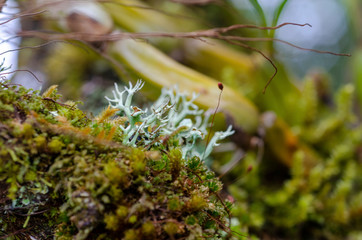 A lichen that sticks along the branch with a blurred patterned background