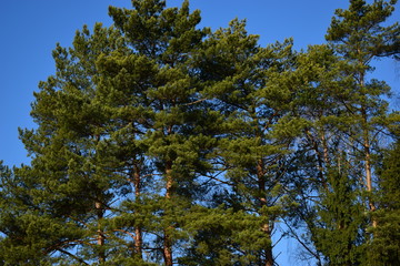 tree and blue sky