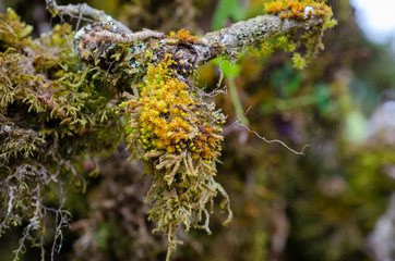 A lichen that sticks along the branch with a blurred patterned background